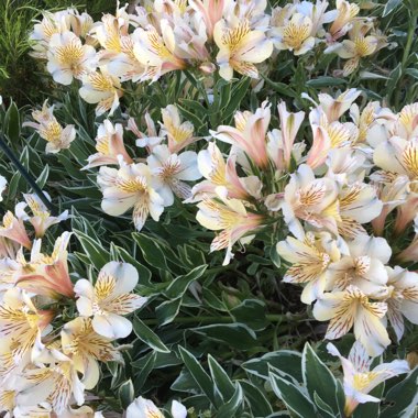 Alstroemeria 'Sweet Laura'