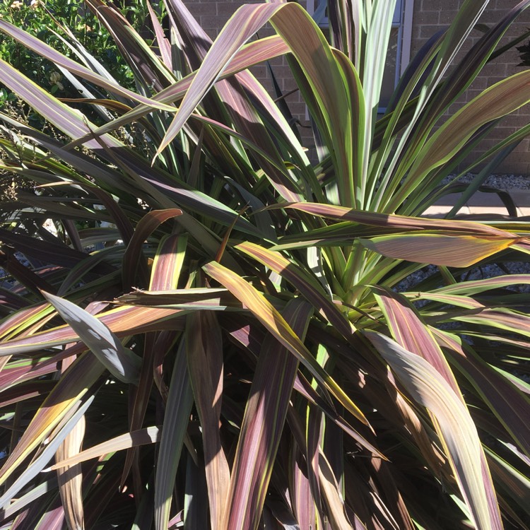 Plant image Cordyline Terminalis 'Nigra'