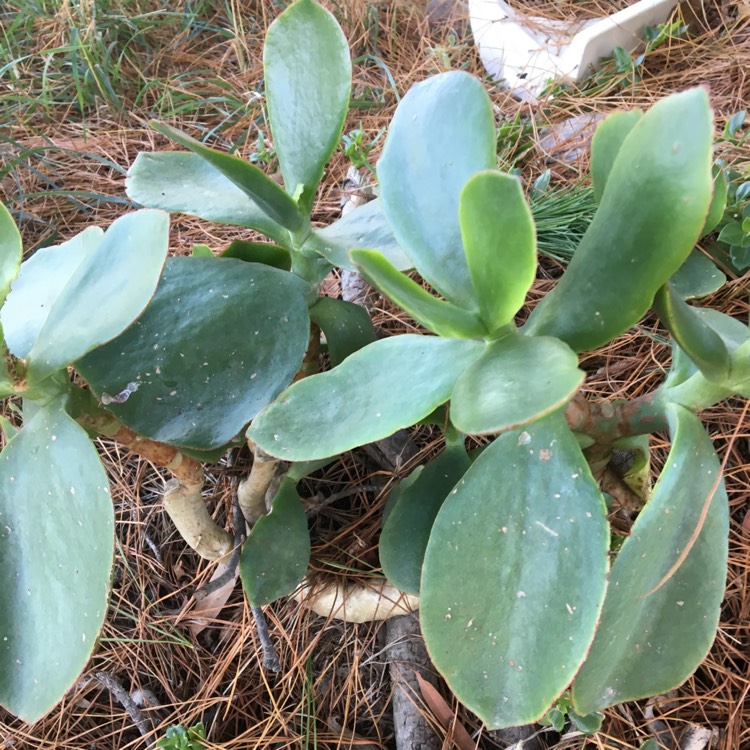 Plant image Cotyledon