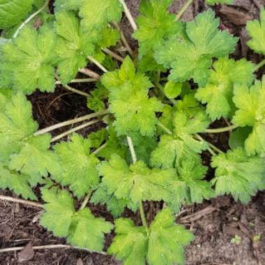 Cranesbill 'Johnson's Blue'