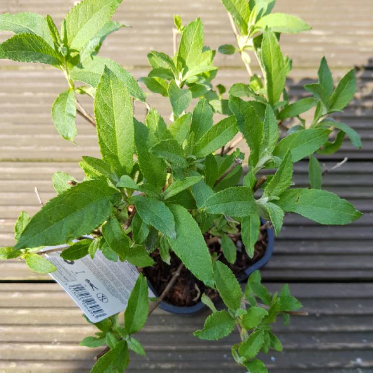 Plant image Buddleja 'Hinebud2' syn. Buddleja 'Purple Splendour'