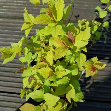 Spiraea 'Goldflame'