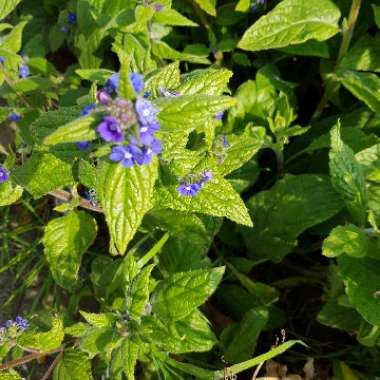 Italian Bugloss 'Loddon Royalist'