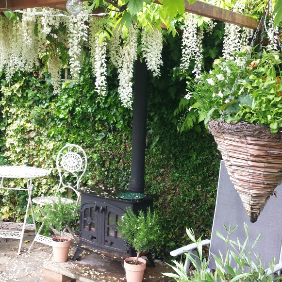 Japanese Wisteria