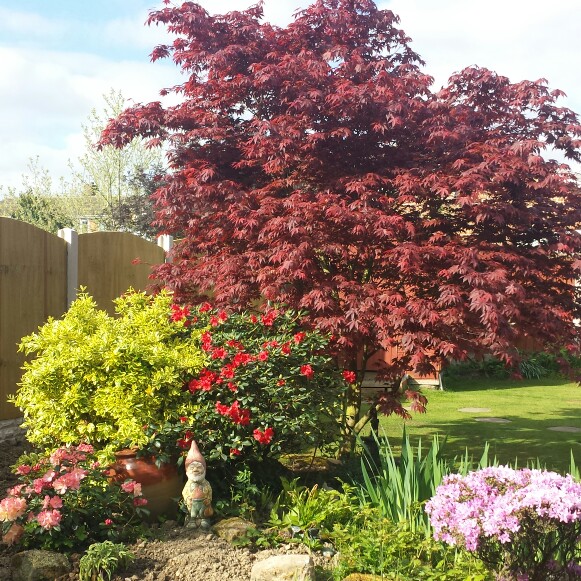 Japanese Maple 'Atropurpureum'