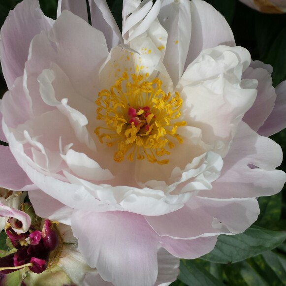 Peony