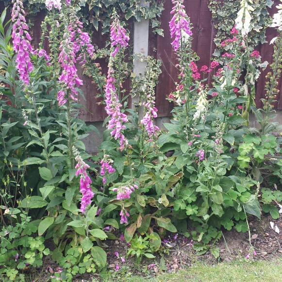 Native Foxglove