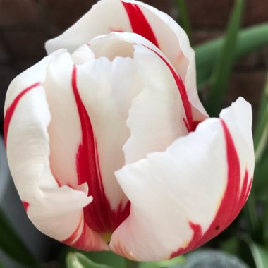 Tulipa 'Columbus'