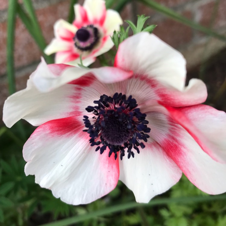 Plant image Anemone sylvestris