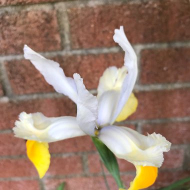 Iris 'Laevigata'Hybrid