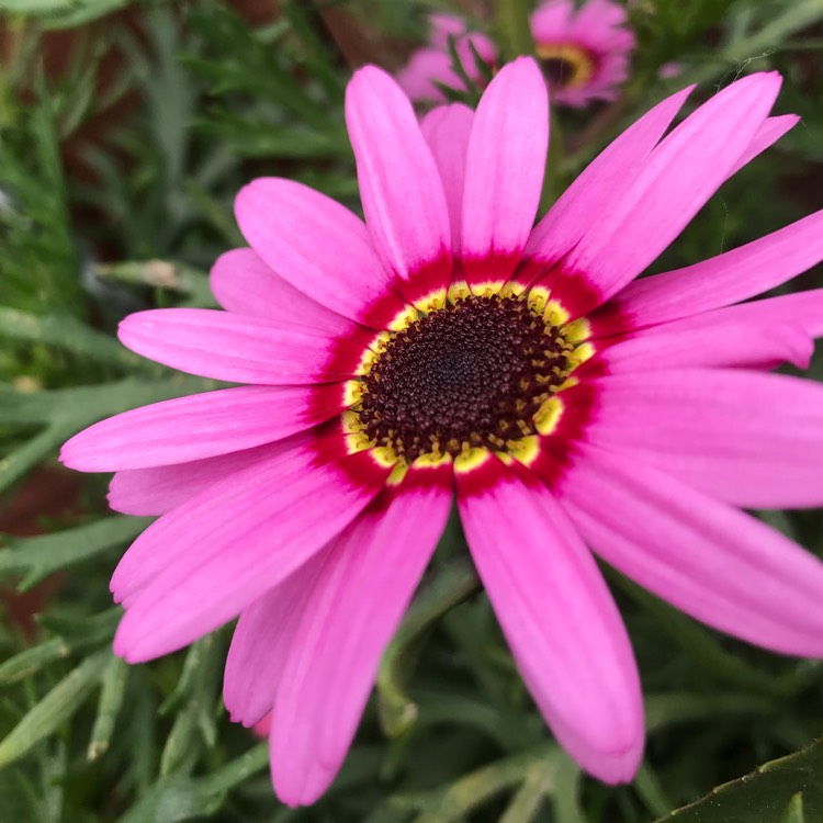 Plant image Osteospermum 'Elite Magenta Fire'