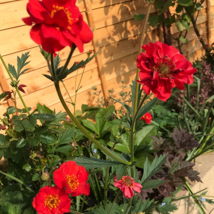 Plant image Geum 'Blazing Sunset'