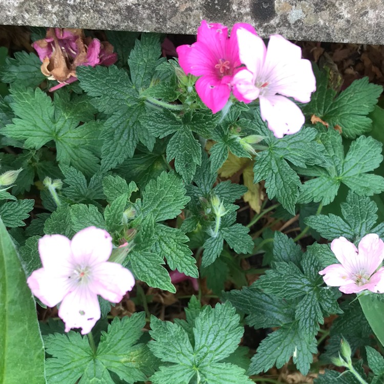 Plant image Geranium (Cinereum Group) 'Ballerina'