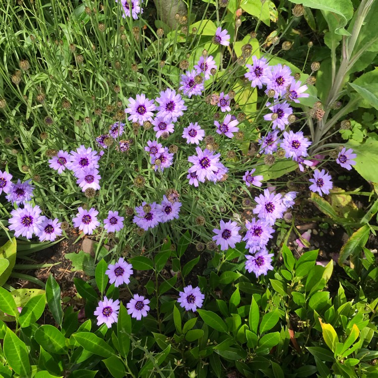 Plant image Centaurea cyanoides 'Blue Carpet'