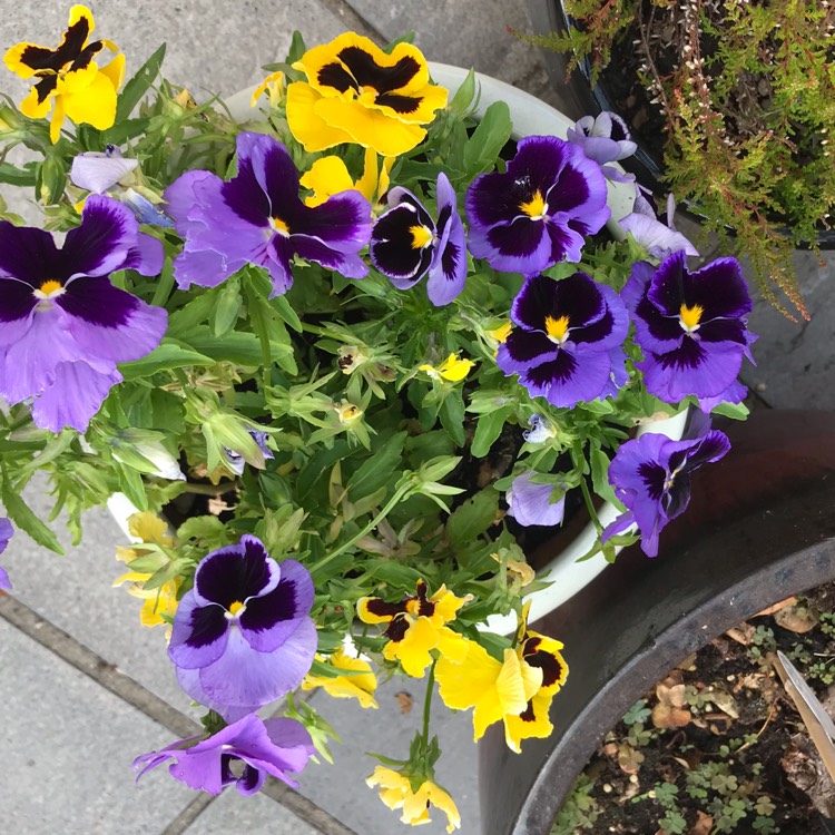 Plant image Viola cornuta 'Penny™ Denim Jump Up'