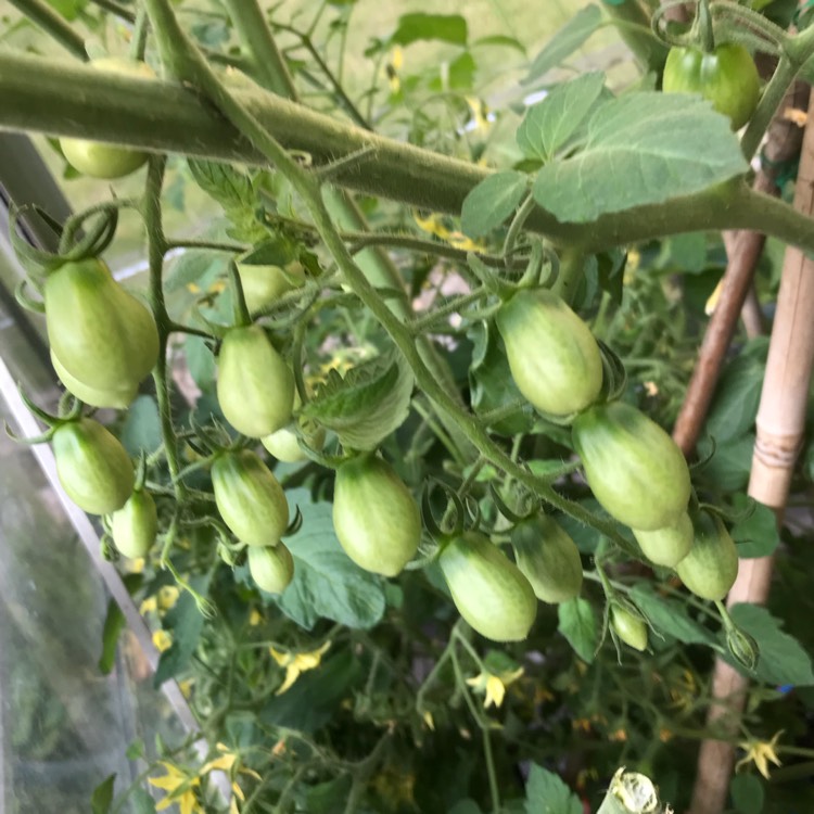 Plant image Solanum Lycopersicum 'Floridity'