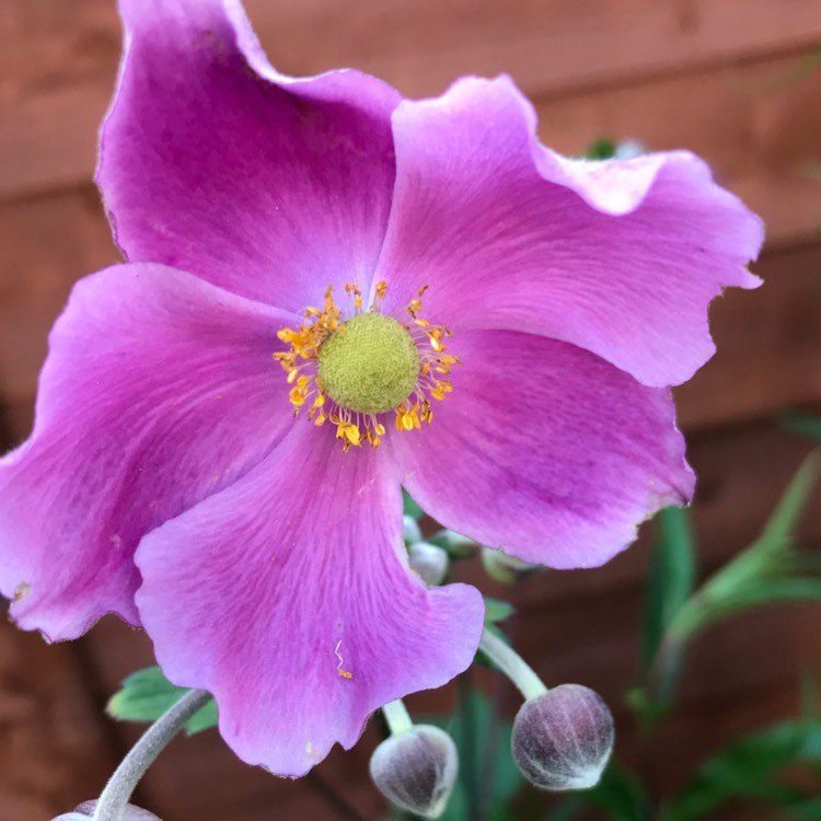 Plant image Anemone Hupehensis var. japonica 'Hadspen Abundance'