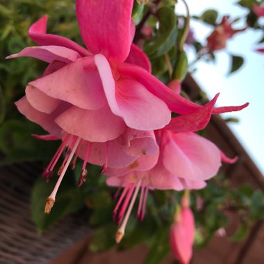 Fuchsia 'Garden News'