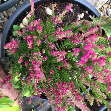 Calluna vulgaris 'Pink Madonna' (Garden Girls Series)