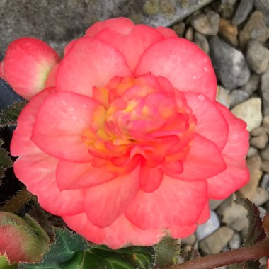 Begonia 'Sunray'