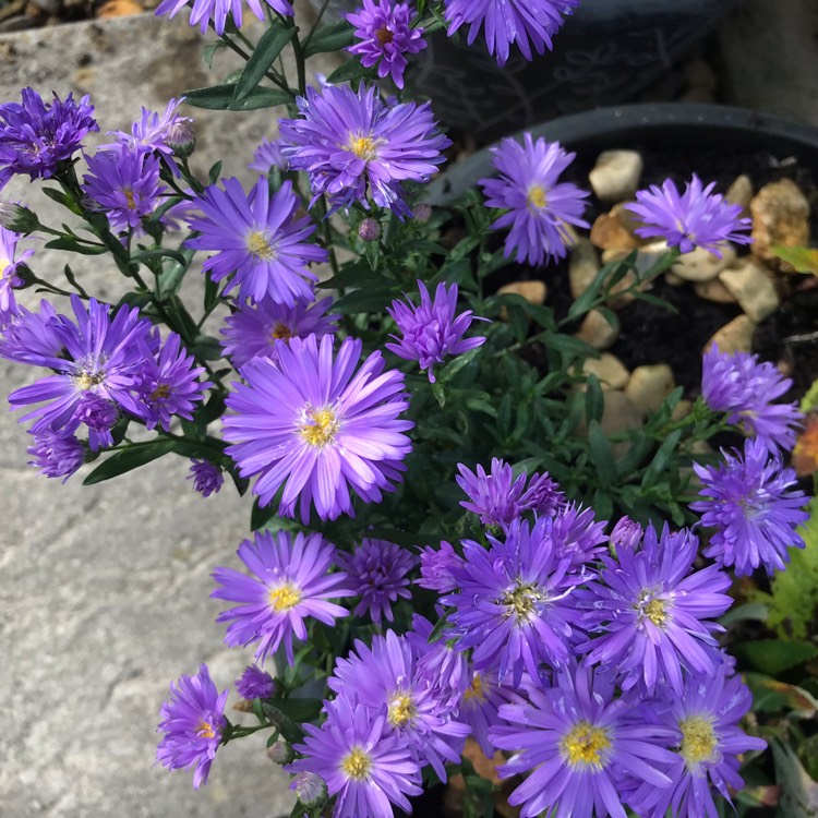 Plant image Aster novi-belgii 'Eventide'