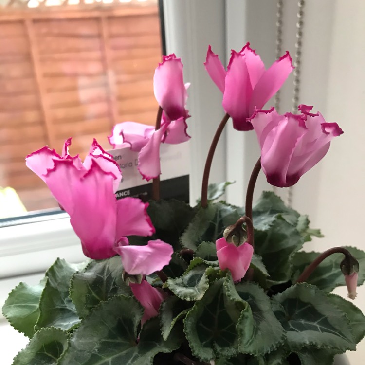 Cyclamen 'Halios Fantasia Deep Rose' (Halios Series), Florist's ...