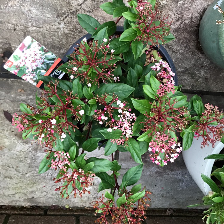 Plant image Viburnum tinus 'Anvi' syn. Viburnum tinus 'Spirit'