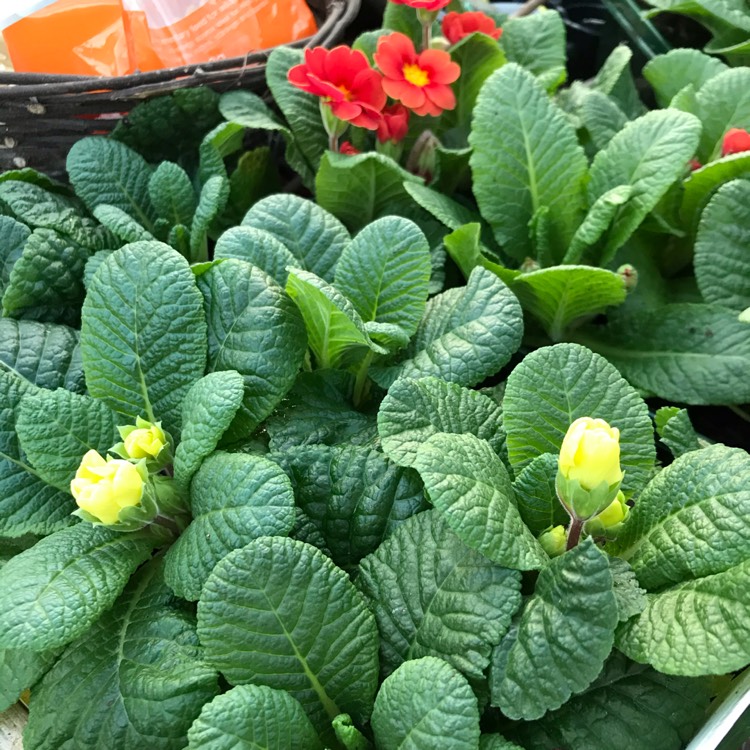 Plant image Potentilla fruticosa 'Primrose Beauty'