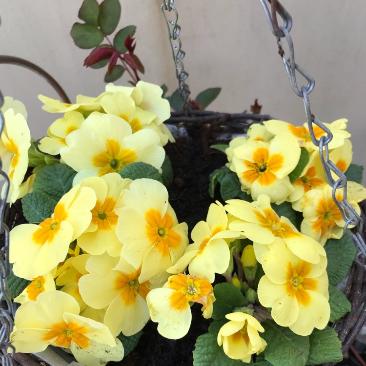 Plant image Potentilla fruticosa 'Primrose Beauty'