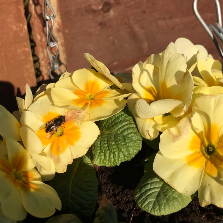 Plant image Potentilla fruticosa 'Primrose Beauty'