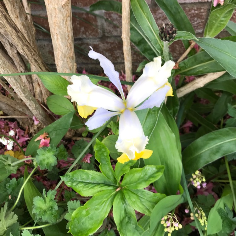 Plant image Iris 'Laevigata'Hybrid