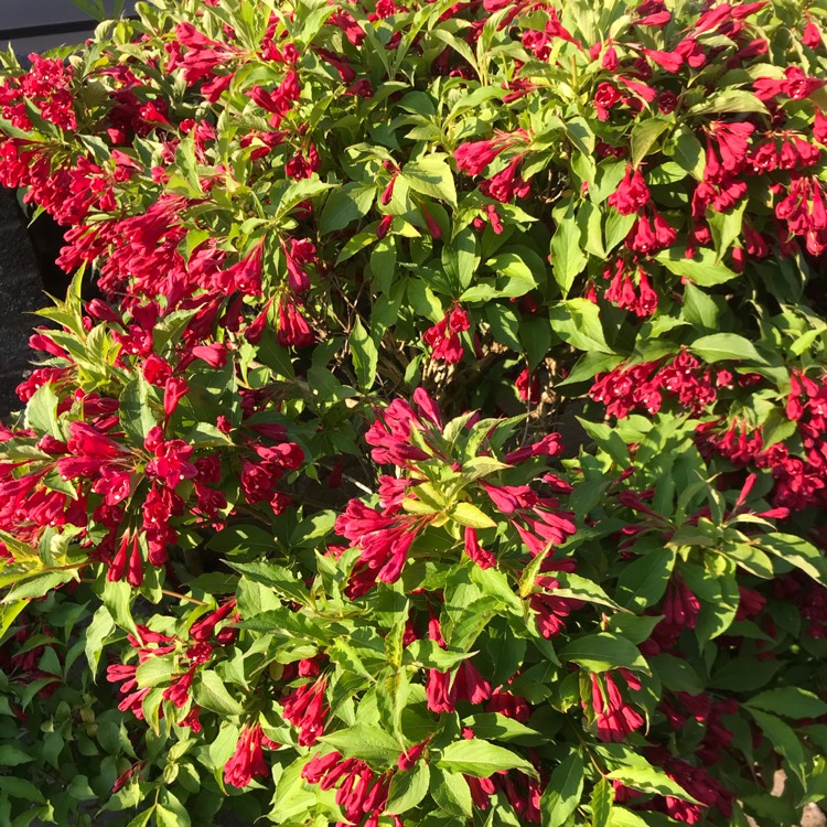 Plant image Weigela 'Bristol Ruby'