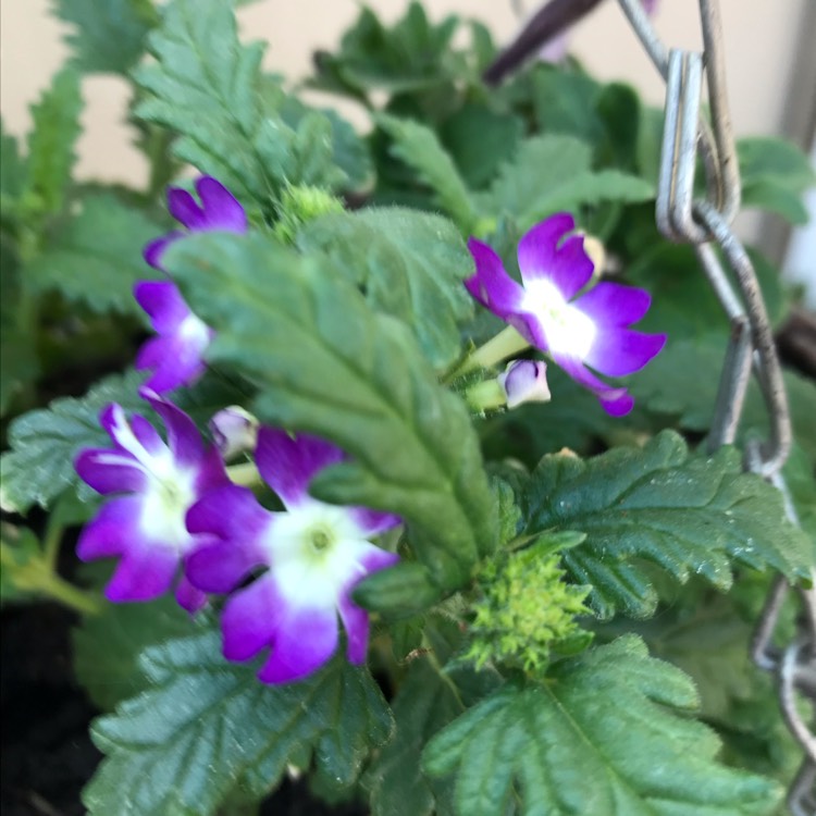 Plant image Verbena 'Obsession Blue With Eye'