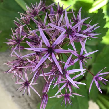 Allium