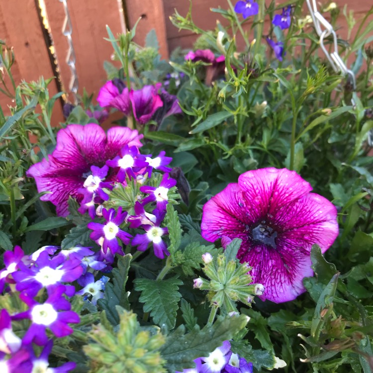 Plant image Petunia Fanfare 'Creme de Cassis'