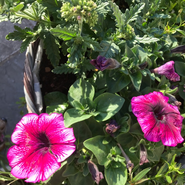 Plant image Petunia 'Suzie Storm'