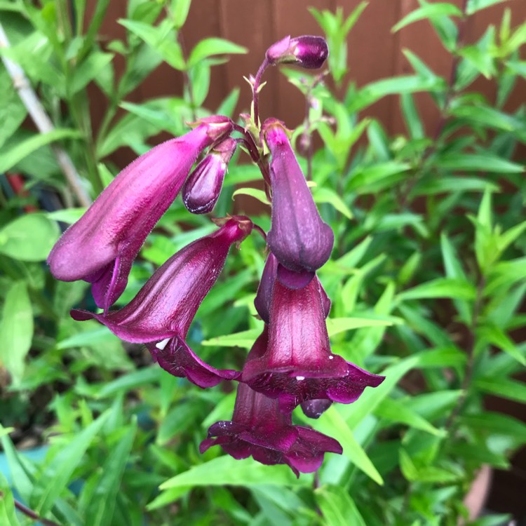 Plant image Penstemon 'Alice Hindley'