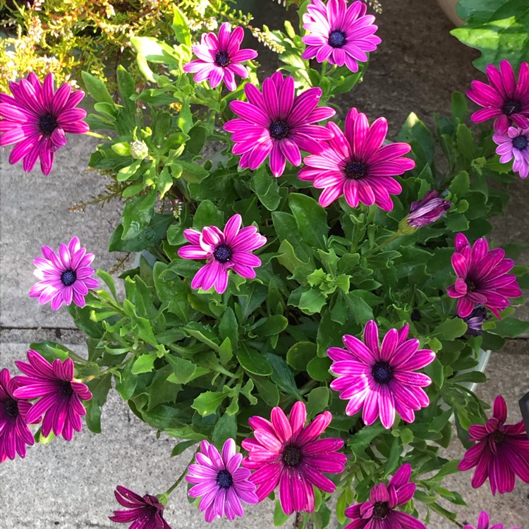 Plant image Osteospermum Ecklonis 'Erato Violet'