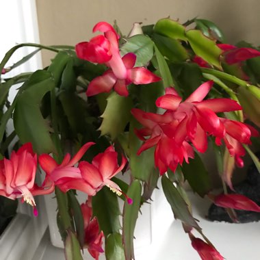 Schlumbergera x buckleyi