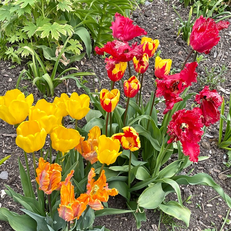 Plant image Tulipa 'Aleppo'