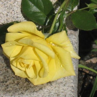 Rosa 'Yellow Brick Road'