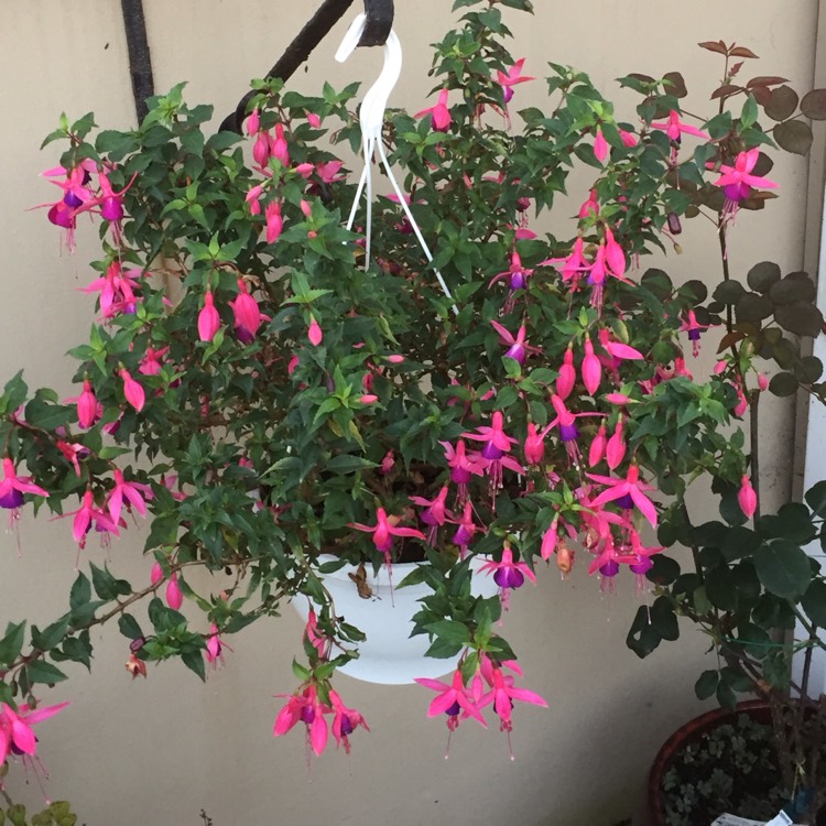 Plant image Fuchsia 'Whiteknight's Amethyst'