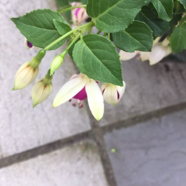 Fuchsia 'Aretes Belfort'