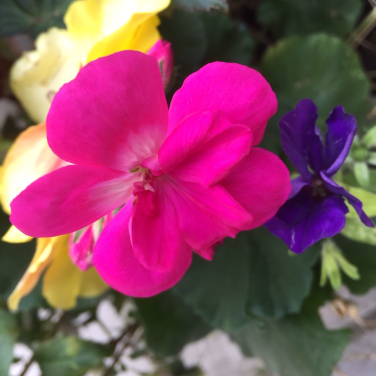 Plant image Pelargonium 'Calliope Big Rose' (Calliope Big Series)