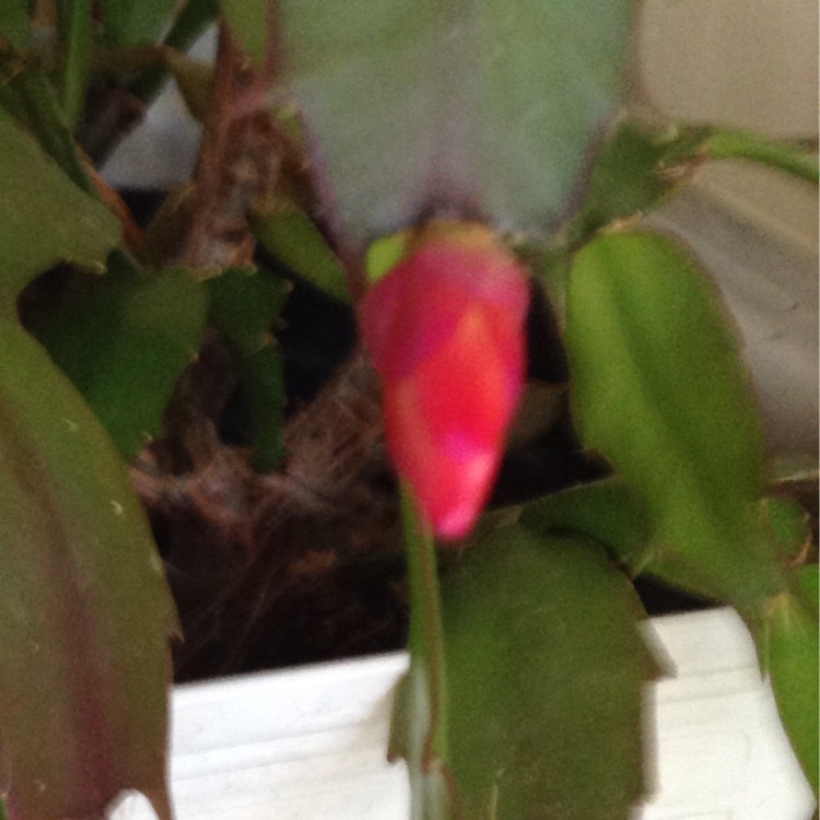 Plant image Schlumbergera truncata Rio Brazil