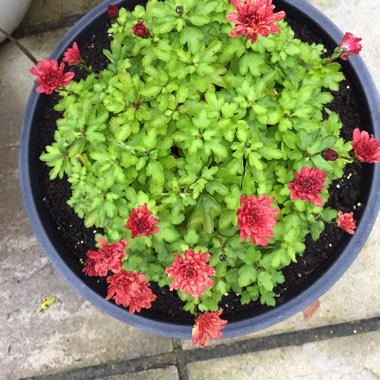 Chrysanthemum x rubellum 'Autumn Bronze'