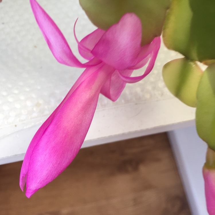 Plant image Schlumbergera truncata Vila Velha Brazil