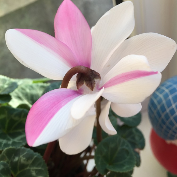 Plant image Cyclamen persicum