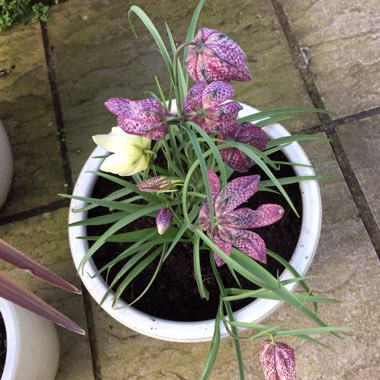 Fritillaria meleagris