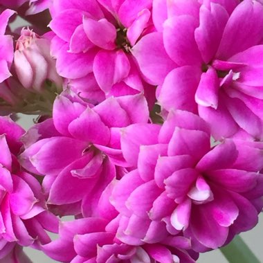 Kalanchoe blossfeldiana 'Double Flower Variety'